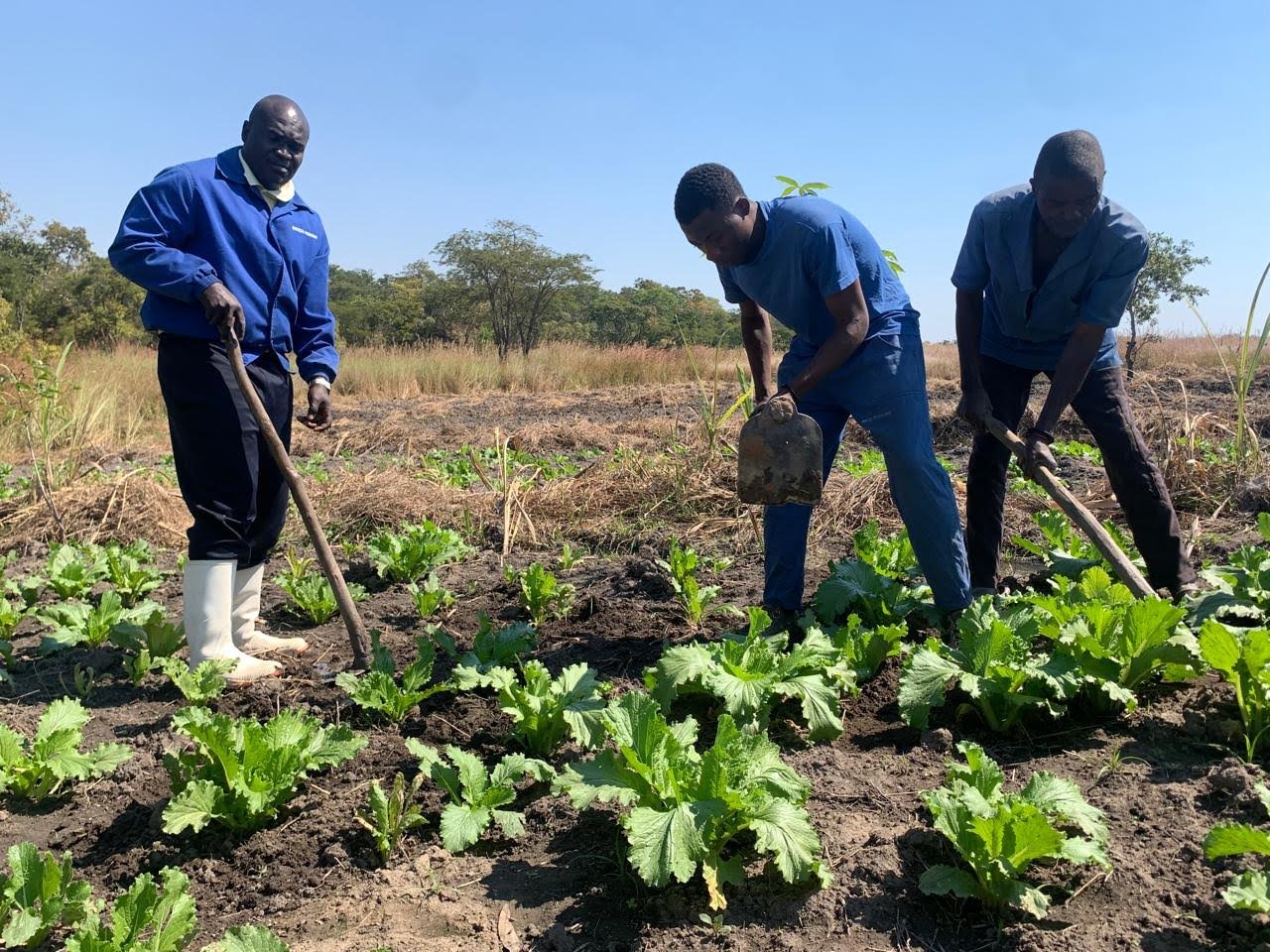 agricultura na cadeia