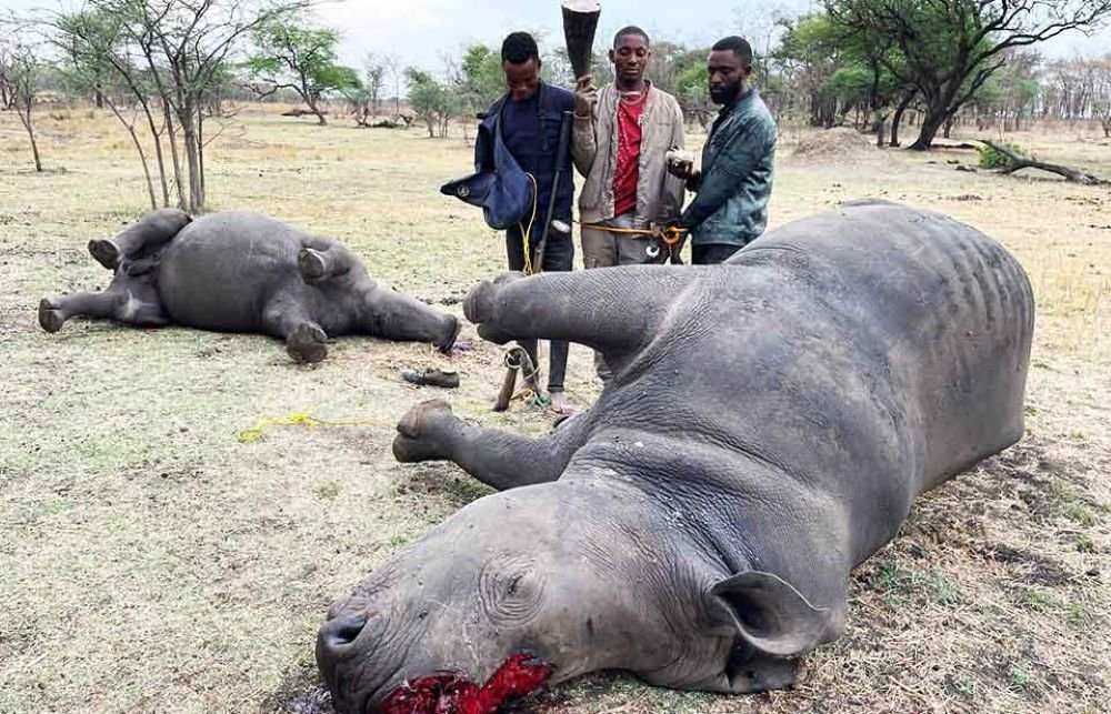 rinocerontes abatidos