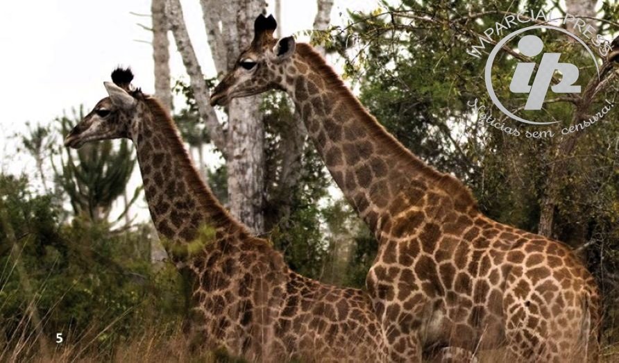 girafa
