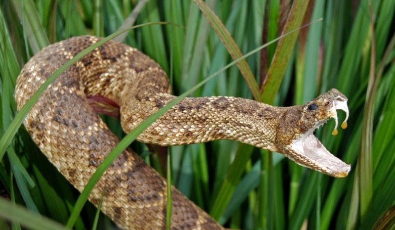 cobra