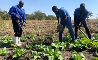 agricultura na cadeia