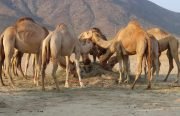 camelos