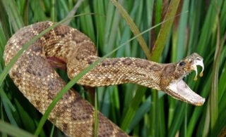 cobra