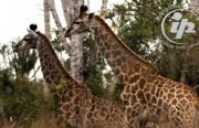 girafa