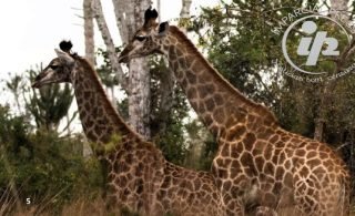 girafa