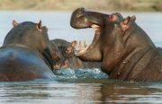 hippopotamu