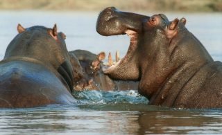 hippopotamu