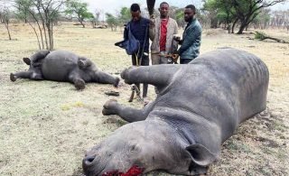 rinocerontes abatidos